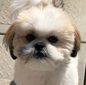 Meet your Posher, Ronnie